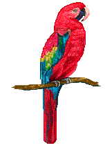 parrot