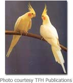 cockatiels