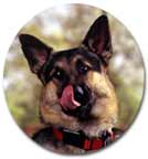 German Shepherd licking his nose