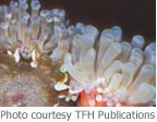 Condylactis anemone